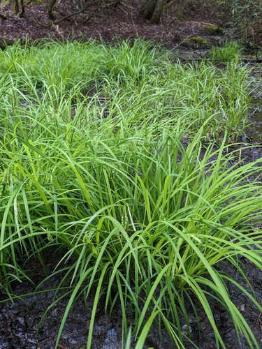 Image of Carex prasina by (c) Alaina Krakowiak, some rights reserved (CC BY)