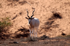 Addax nasomaculatus