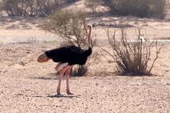 Struthio camelus camelus