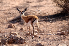 Gazella dorcas