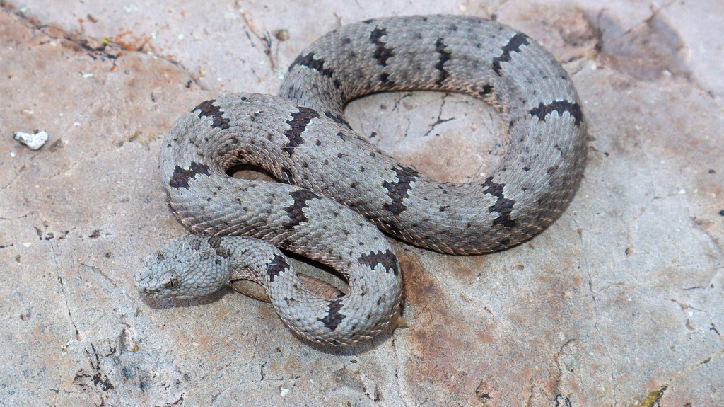 Banded Rock Rattlesnake in April 2023 by Adam · iNaturalist