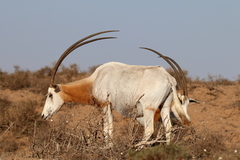 Oryx dammah