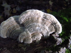 Trametes hirsuta image