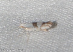 Argyresthia oreasella