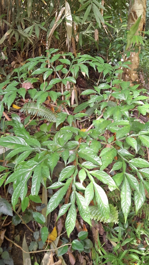 Amorphophallus plicatus