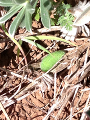 Icaricia icarioides missionensis