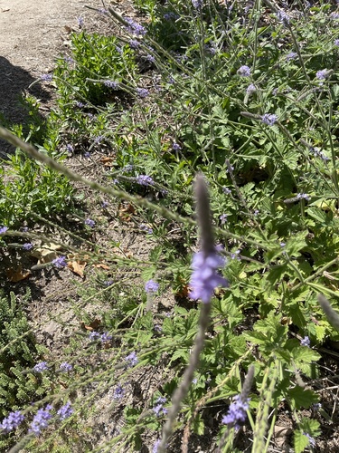 iNaturalist observation photo of western vervain