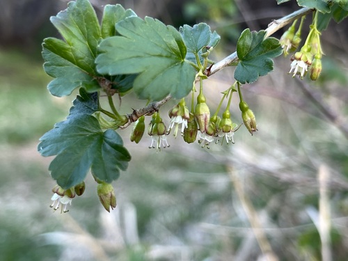 Ribes inerme