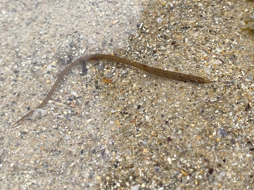 Javelin pipefish (Lissocampus runa) — Syngnathidae — 5