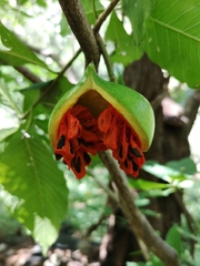 Tabernaemontana glabra