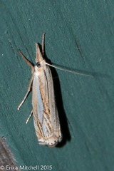 Crambus saltuellus