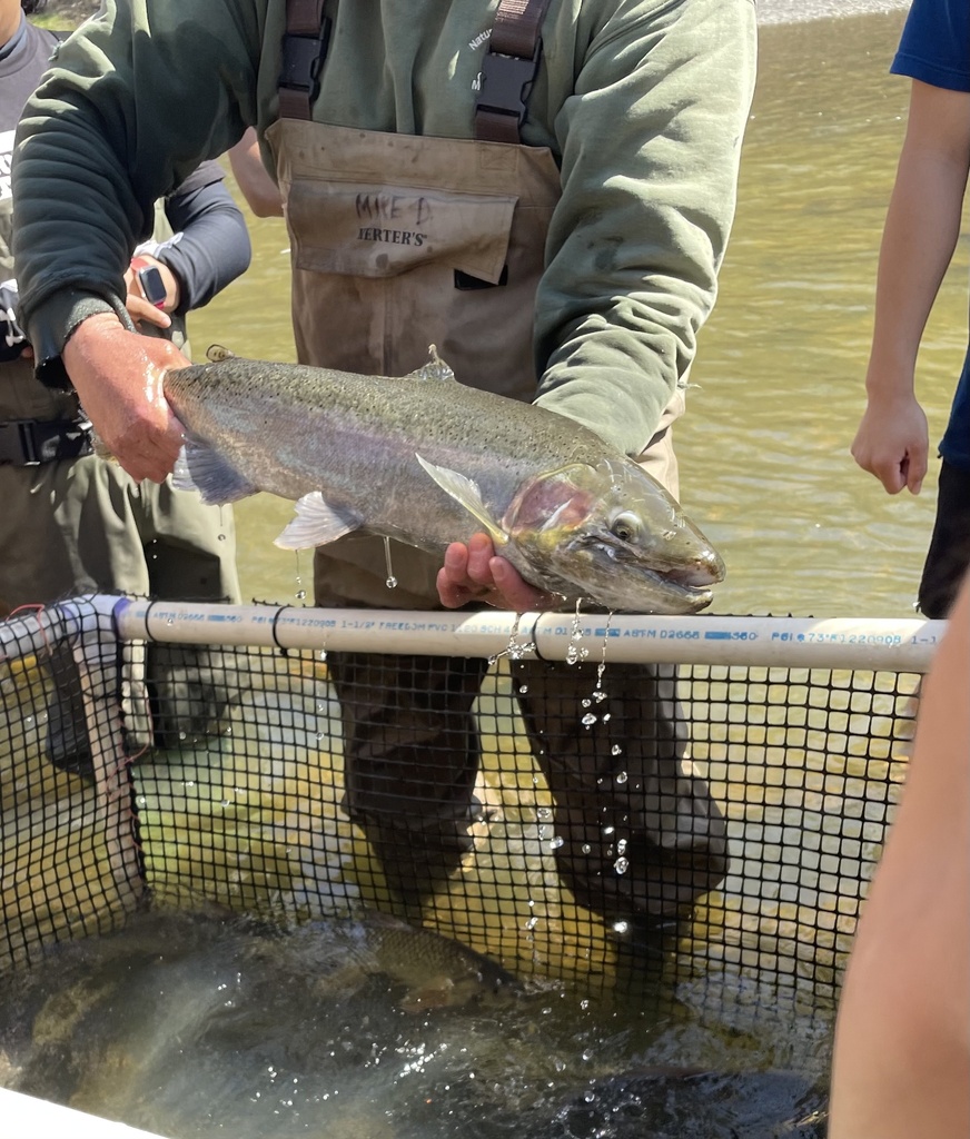 Rainbow Trout from Rocky River Reservation, Brook Park, OH, US on April ...