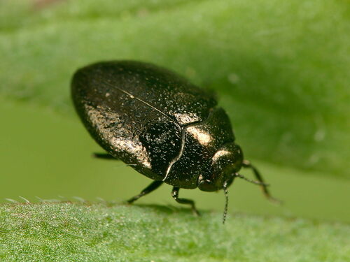 Ground-Ivy Jewel Beetle