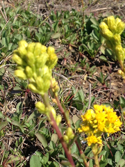 Solidago spathulata