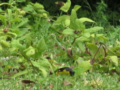 Spinus psaltria