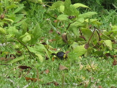 Spinus psaltria