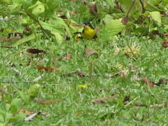 Spinus psaltria