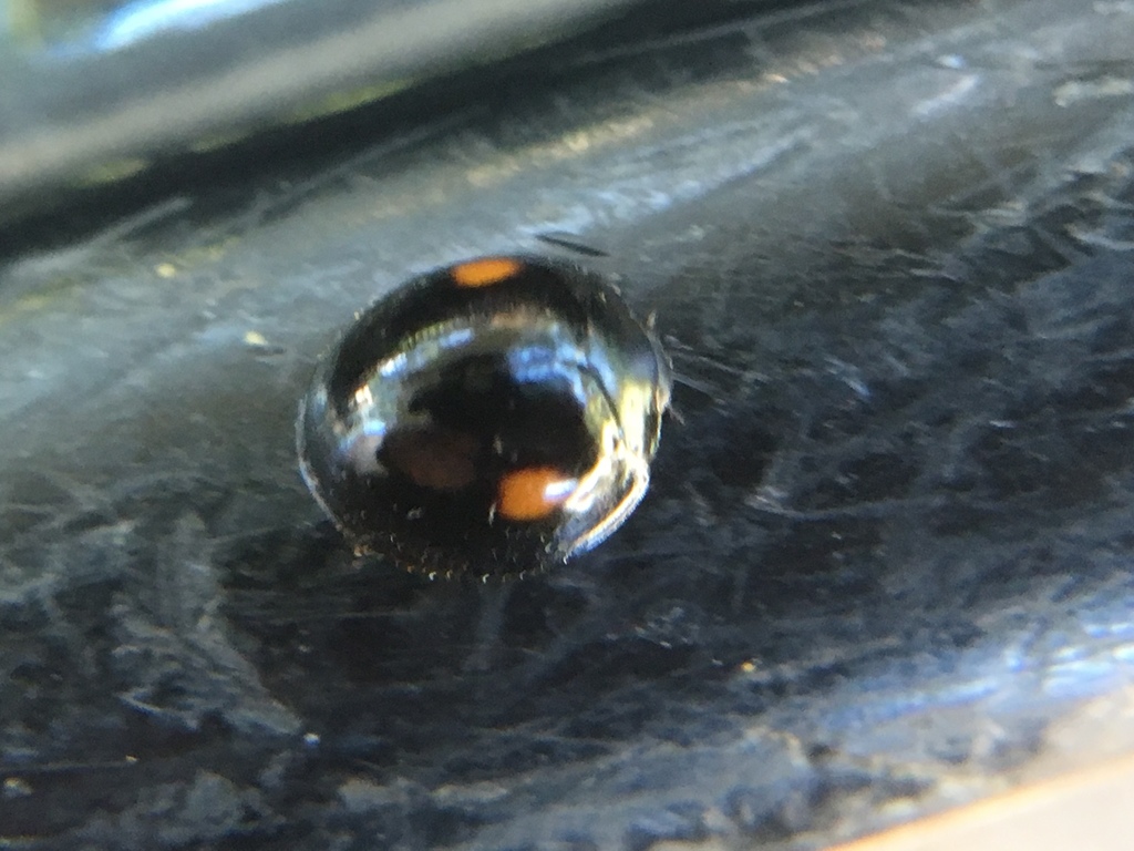 Twice-struck Lady Beetle