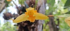 Lycaste aromatica, photograph (c) J Alejandro González Castillo, some rights reserved (CC BY-SA)