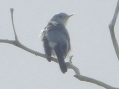 Polioptila caerulea image