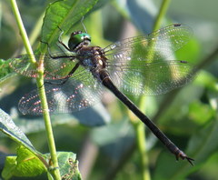 Somatochlora tenebrosa