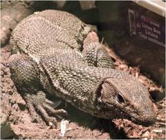 Varanidae