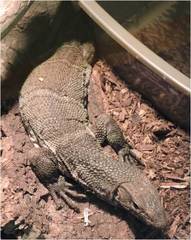 Varanidae