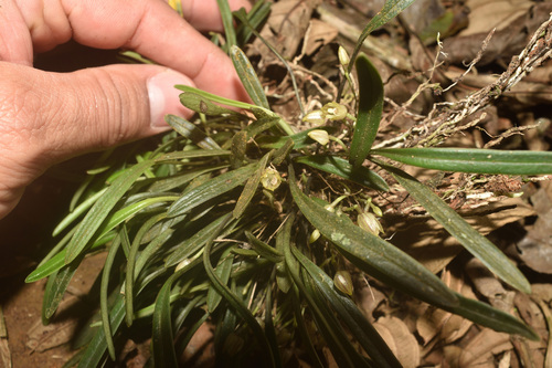 Masdevallia sanctae-rosae