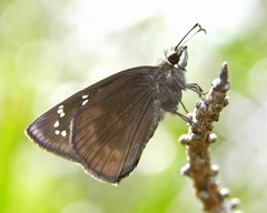 Ephyriades brunnea