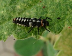 Eriopis connexa