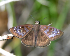 Ephyriades brunnea