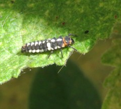 Eriopis connexa