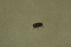 Goniocloeus bimaculatus