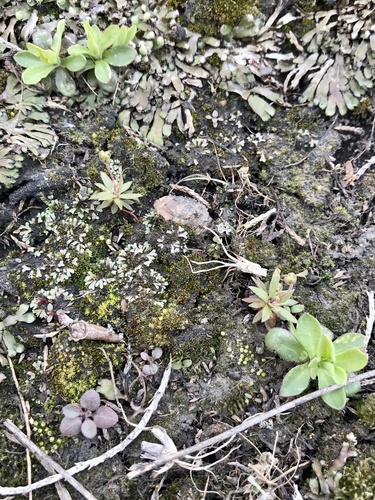 Woodland draba (Draba nemorosa)