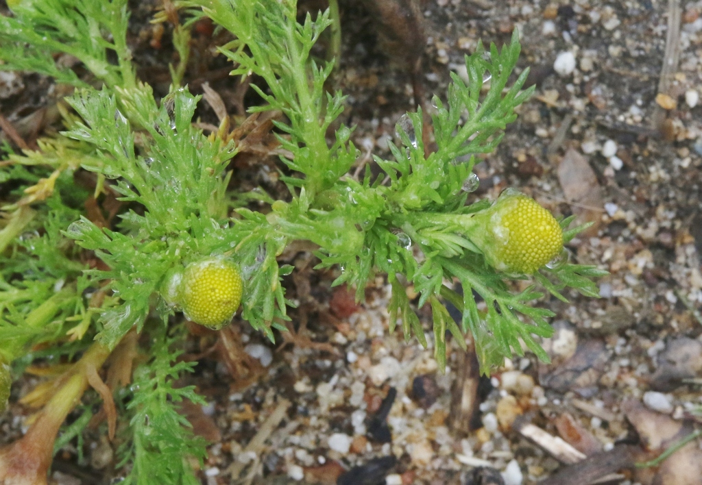 pineappleweed in March 2023 by James Bailey · iNaturalist
