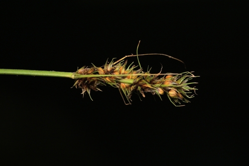 Carex fissa var. aristata