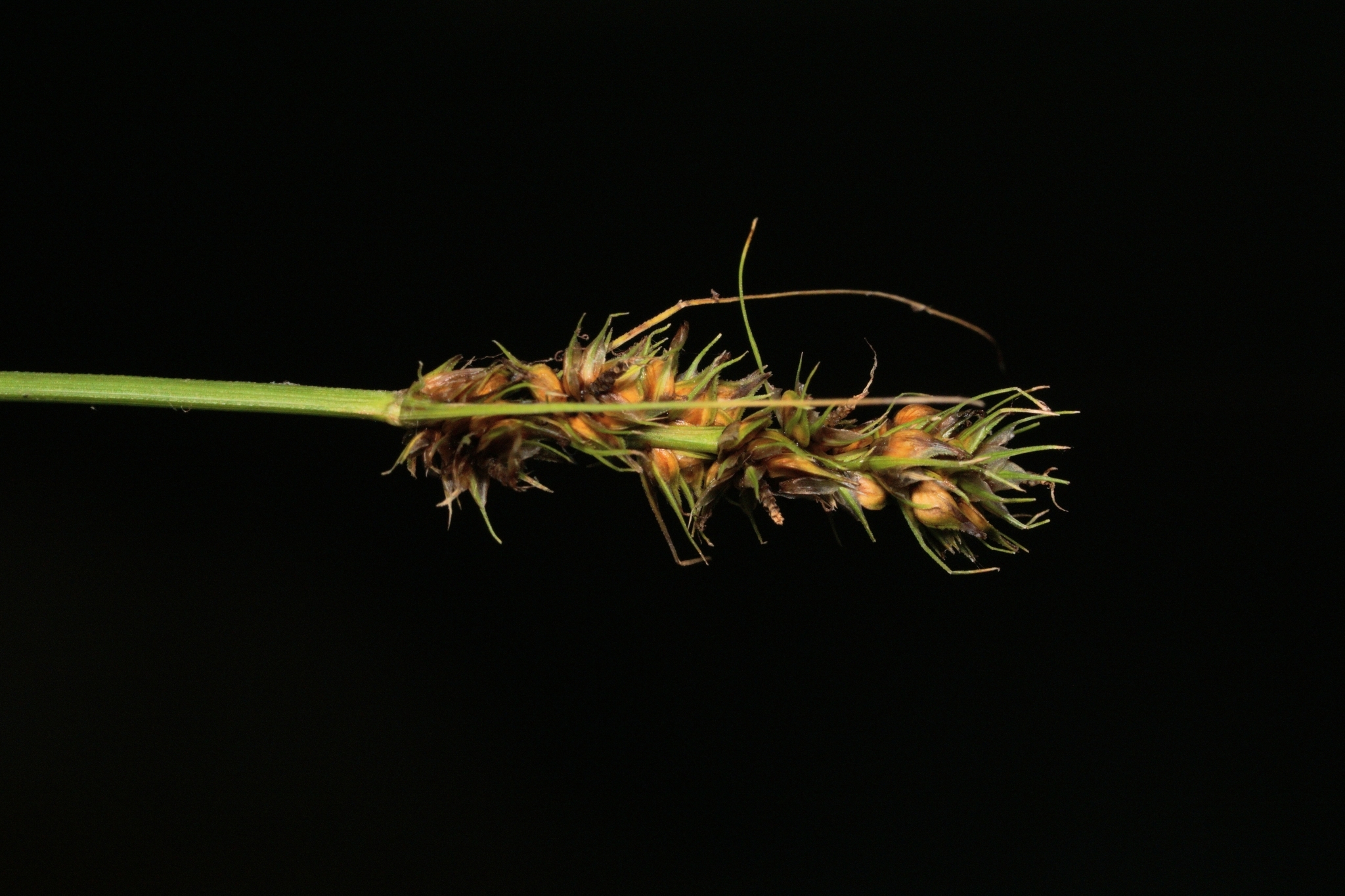 Carex fissa var. aristata