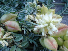 Astragalus nuttallii nuttallii