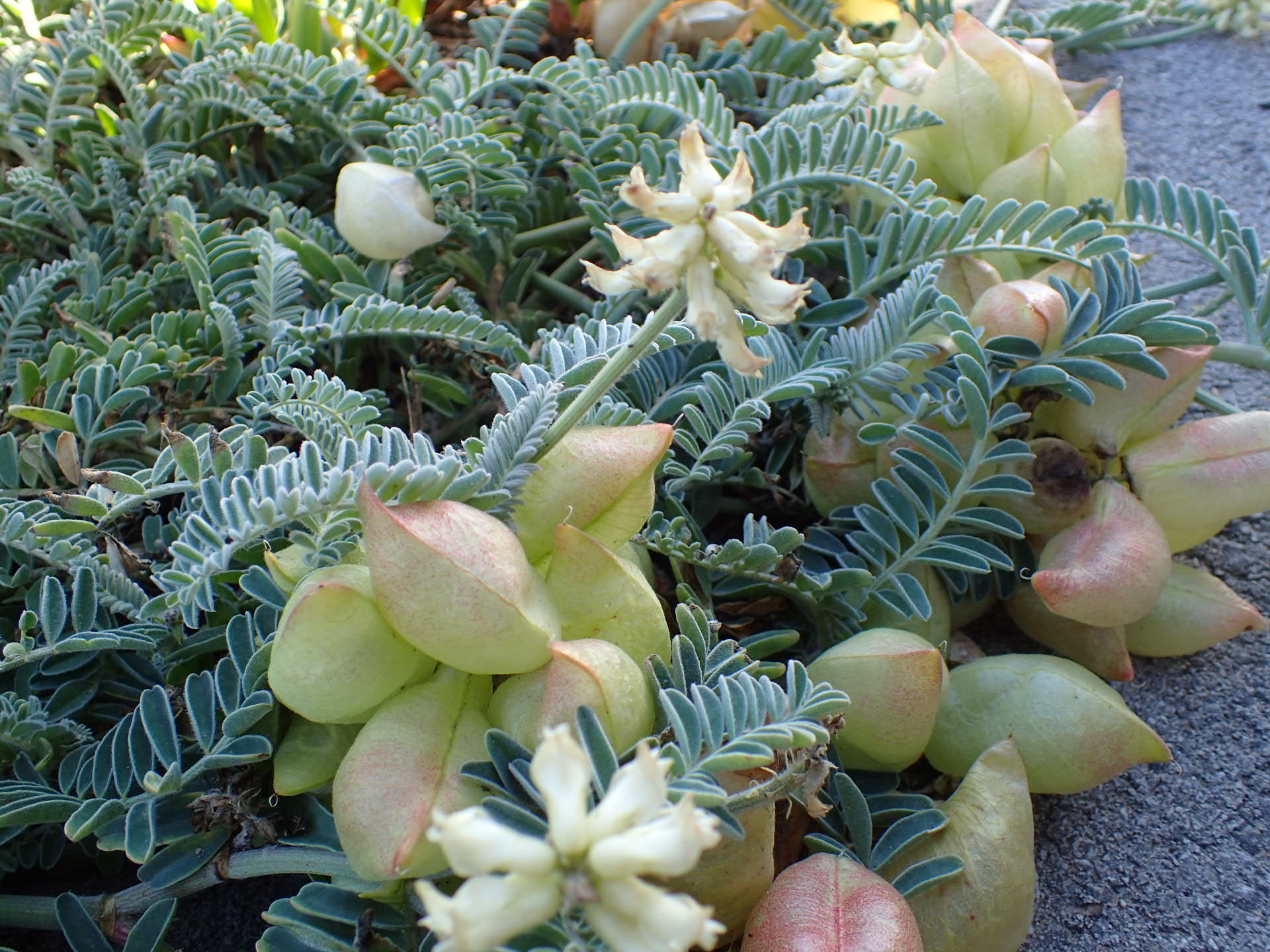 Astragalus nuttallii