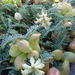 Astragalus nuttallii - Photo ללא זכויות יוצרים, הועלה על ידי Scott Yarger