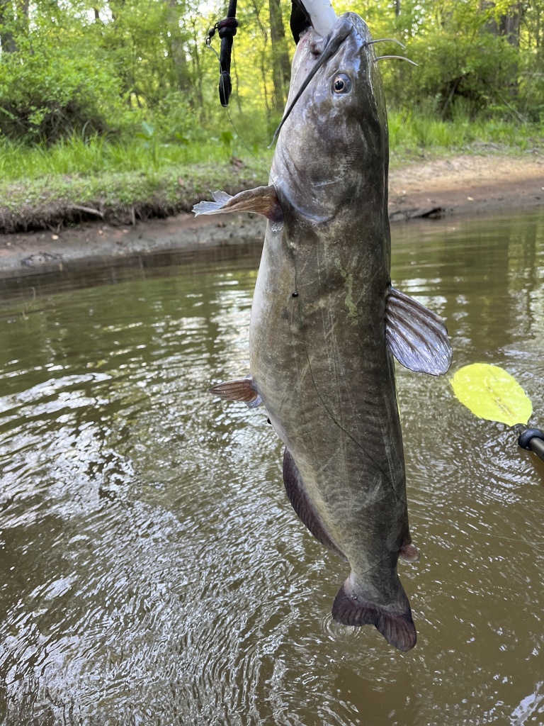 Channel Catfish from Saluda, VA, US on April 21, 2023 at 0610 PM by