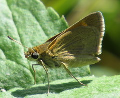 Polites themistocles