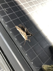 Schistocerca americana