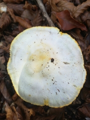 Hygrophorus chrysodon image