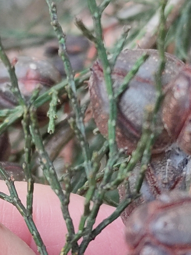 Image of Callitris endlicheri by (c) Tony van Kampen, some rights reserved (CC BY)