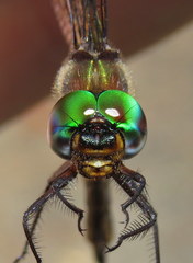 Somatochlora tenebrosa