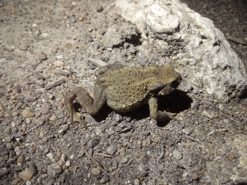 Bufo spinosus