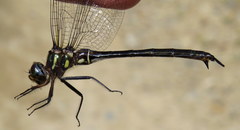 Somatochlora tenebrosa