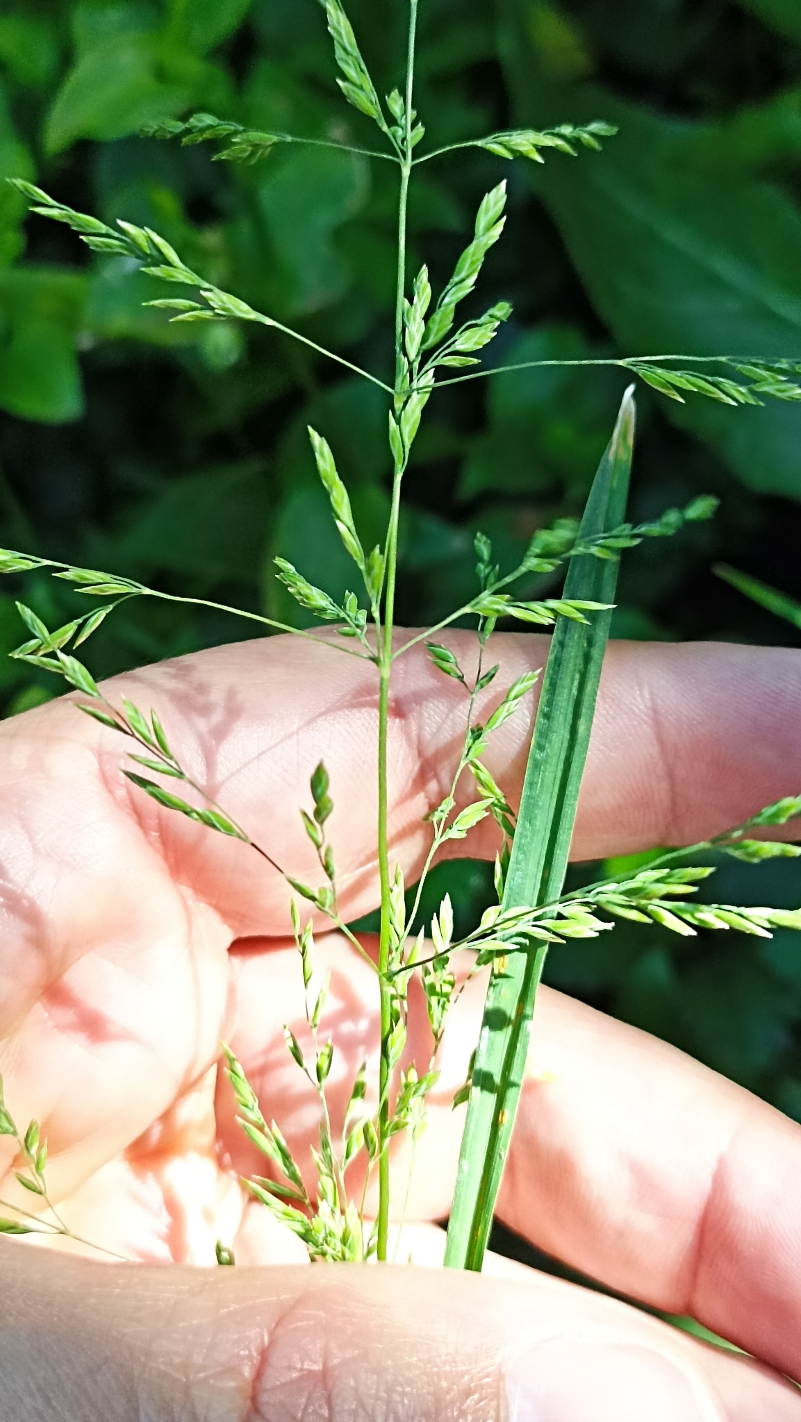 Poa trivialis L.