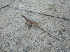 Anolis mariarum